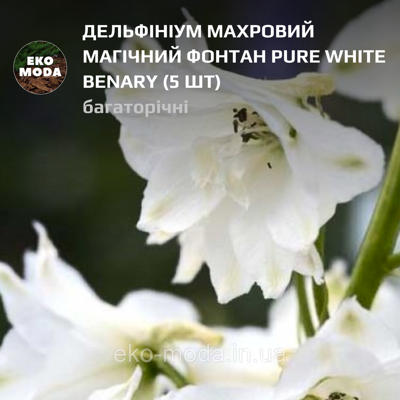 Дельфініум махровий Магічний Фонтан pure white Benary  - (5 шт zip-пакет)
