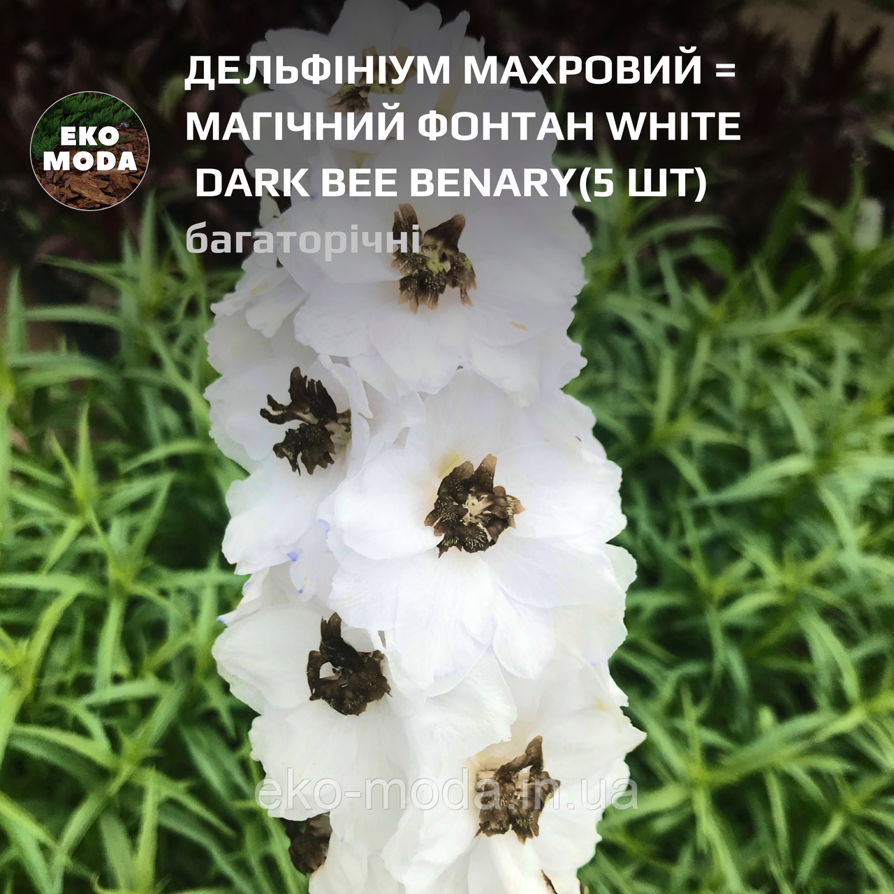 Дельфініум махровий Магічний Фонтан white dark bee Benary - (5 шт zip-пакет)