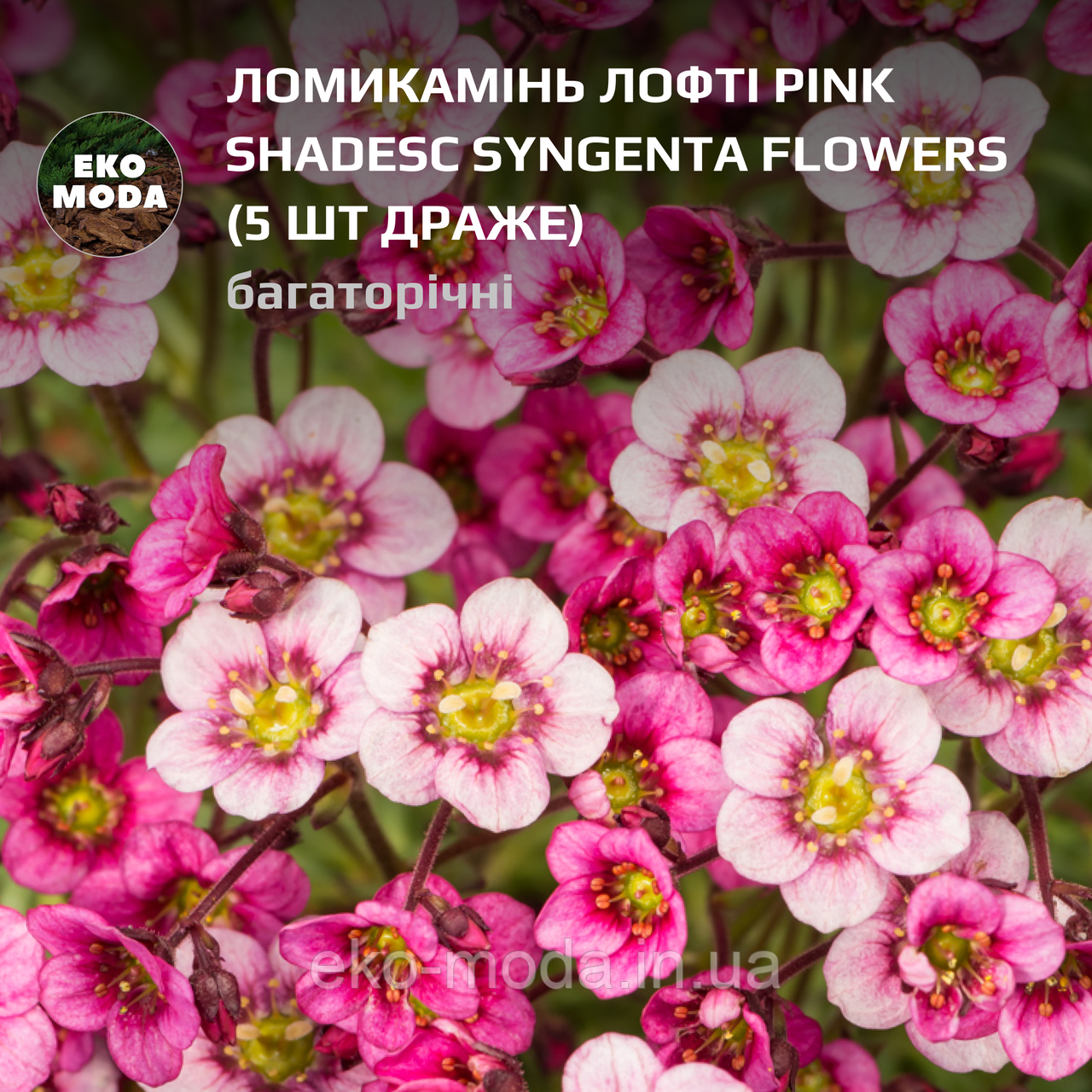 Ломикамінь Лофті pink shadesс Syngenta Flowers - (5 шт драже zip-пакет)