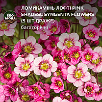 Ломикамінь Лофті pink shadesс Syngenta Flowers - (5 шт драже zip-пакет)