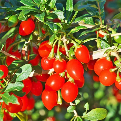 Годжі Чарівна ягода/червона ягода Wolfberry/Red Goji Berry, у формі порошку, екстракту або масло