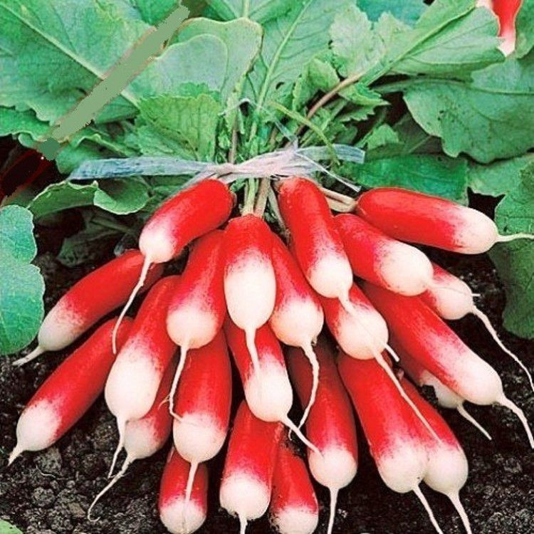 Насіння Редиска "18 днів" 3г