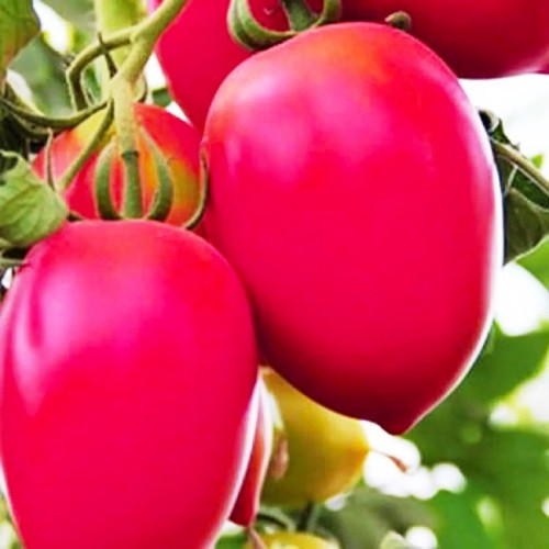 Насіння томатів Петруша городник 15 шт (zip)