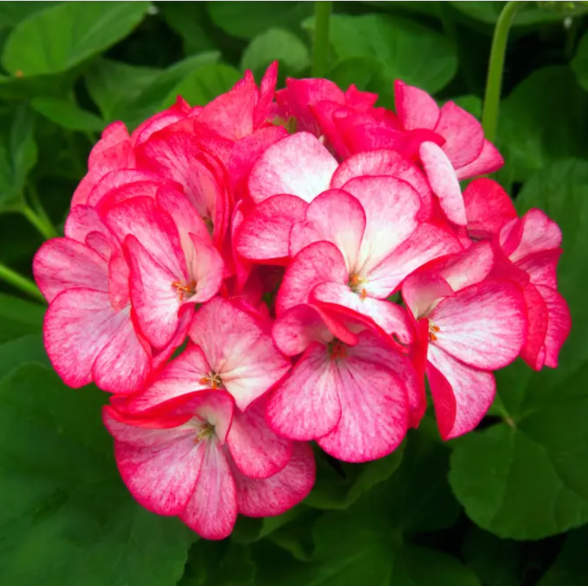 Пеларгонія Pinto Rose bicolor Syngenta 5 шт