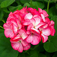 Пеларгонія Pinto Rose bicolor Syngenta 5 шт