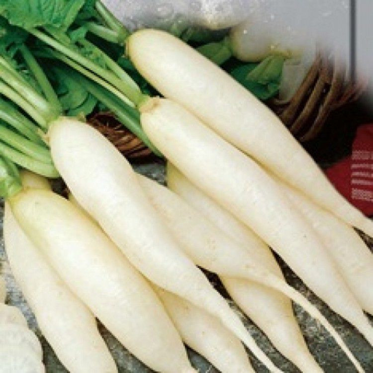 Насіння Редька дайкон "Ерлі лонг вайт" F1 20 шт.