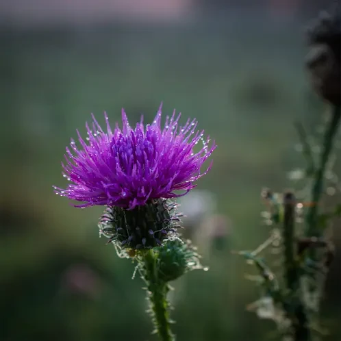 Аромаолія для свічки та мила Луговий осот (CandleScience Meadow Thistle)