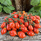 Томат Гора Везувій Італія 5 шт (zip-paket), фото 3