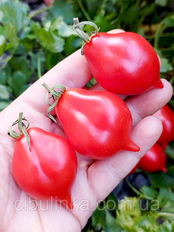 Томат Гора Везувій Італія 5 шт (zip-paket), фото 1