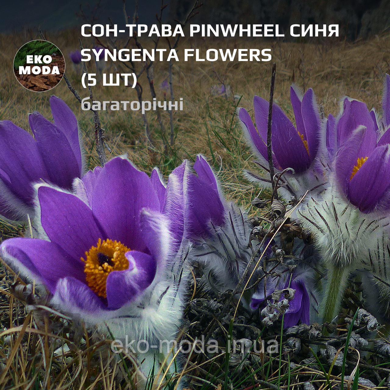 Сон-трава Pinwheel синя Syngenta Flowers - (5 шт zip-пакет)