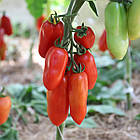 Томат Сан Марцано Італія 0.5 г, фото 5