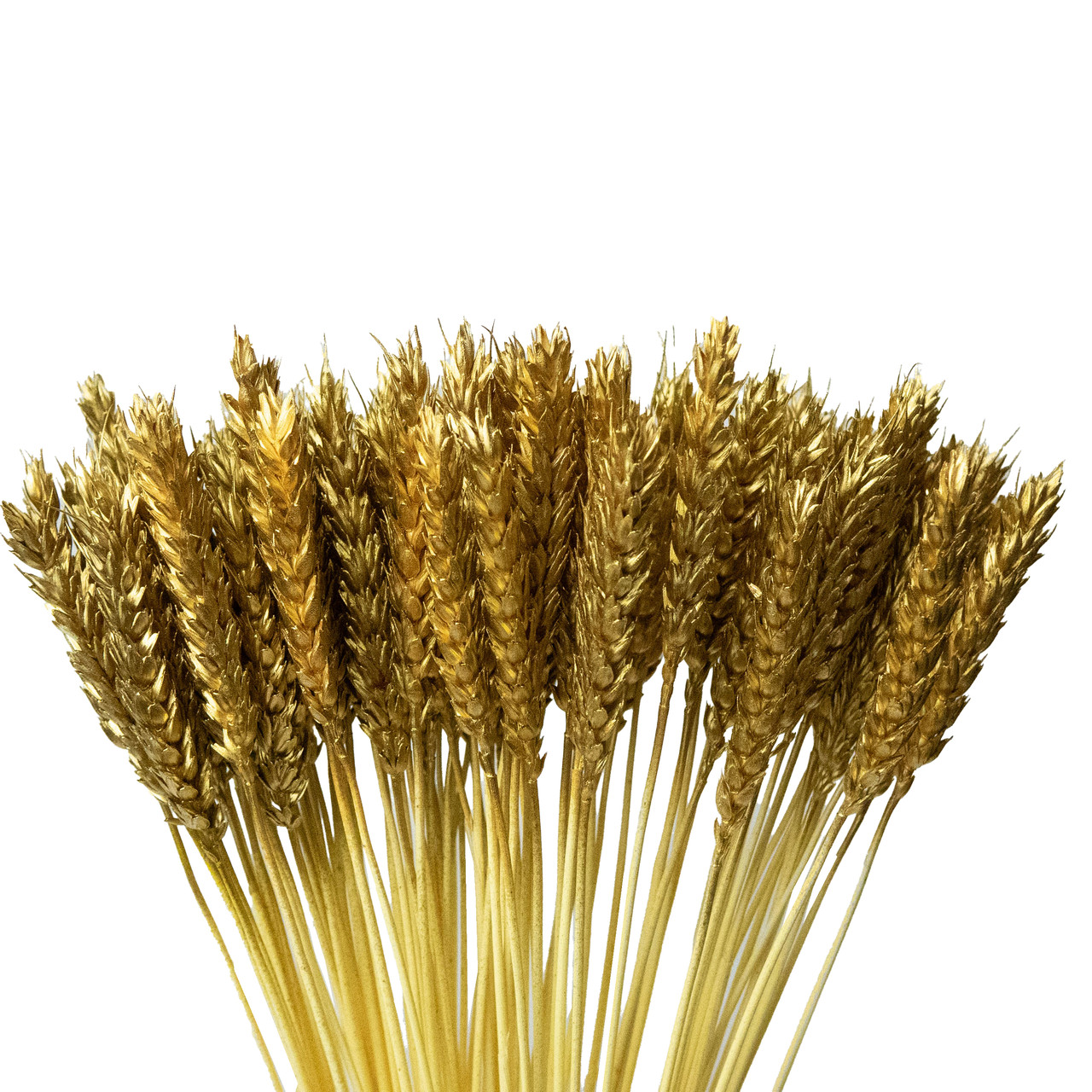 Колоски пшениці декоративні (15 штук, золоті)