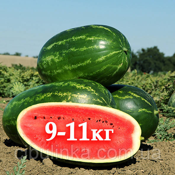 Кавун Меліна F1 (суперранній) Clause 10 шт (zip-paket), фото 1
