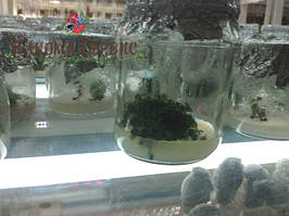 Живці рослин. Лохина, ожина In Vitro