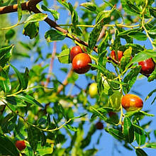 Зизифус (сіянець) 1 рік