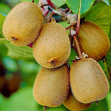 Ківі самозапильний Боскуп Boskoop 2 роки, горщик