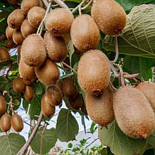 Ківі самоплідний Дженні 2 роки, горщик