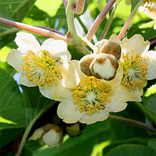 Ківі запилувач Матуа 2 роки, контейнер