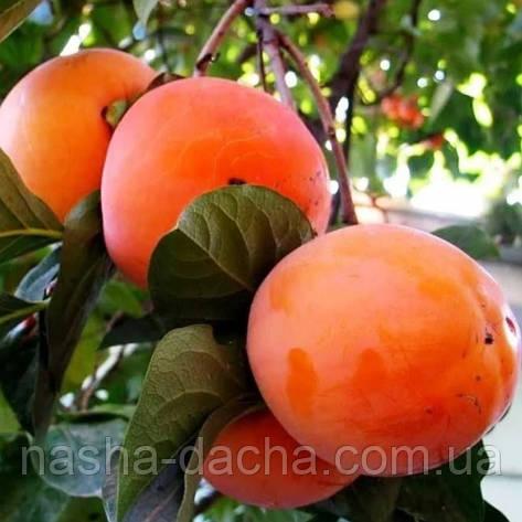 Хурма Дар Софієвки середньостигла щеплена (вкс), фото 1