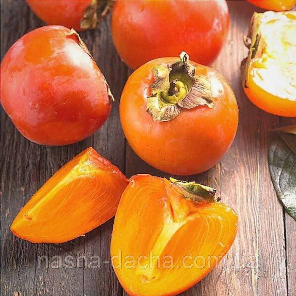 Хурма Запилювач 48 рання щеплена (вкс)