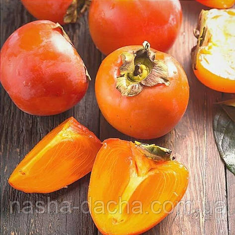 Хурма Запилювач 48 рання щеплена (вкс), фото 1