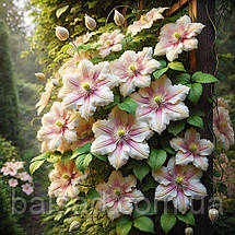 Клематис Андромеда / Р9 / 2 роки / Clematis Andromeda, фото 3