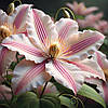 Клематис Андромеда / Р9 / 2 роки / Clematis Andromeda, фото 7