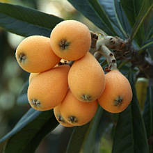 Мушмула японська, Локва 1 рік (горщик 0,5л)