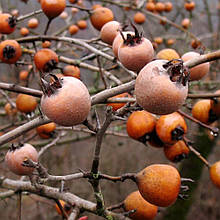 Мушмула німецька Хвамлі