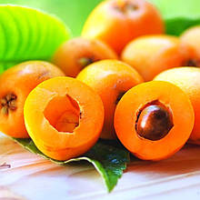 Мушмула Німецька Сочинська