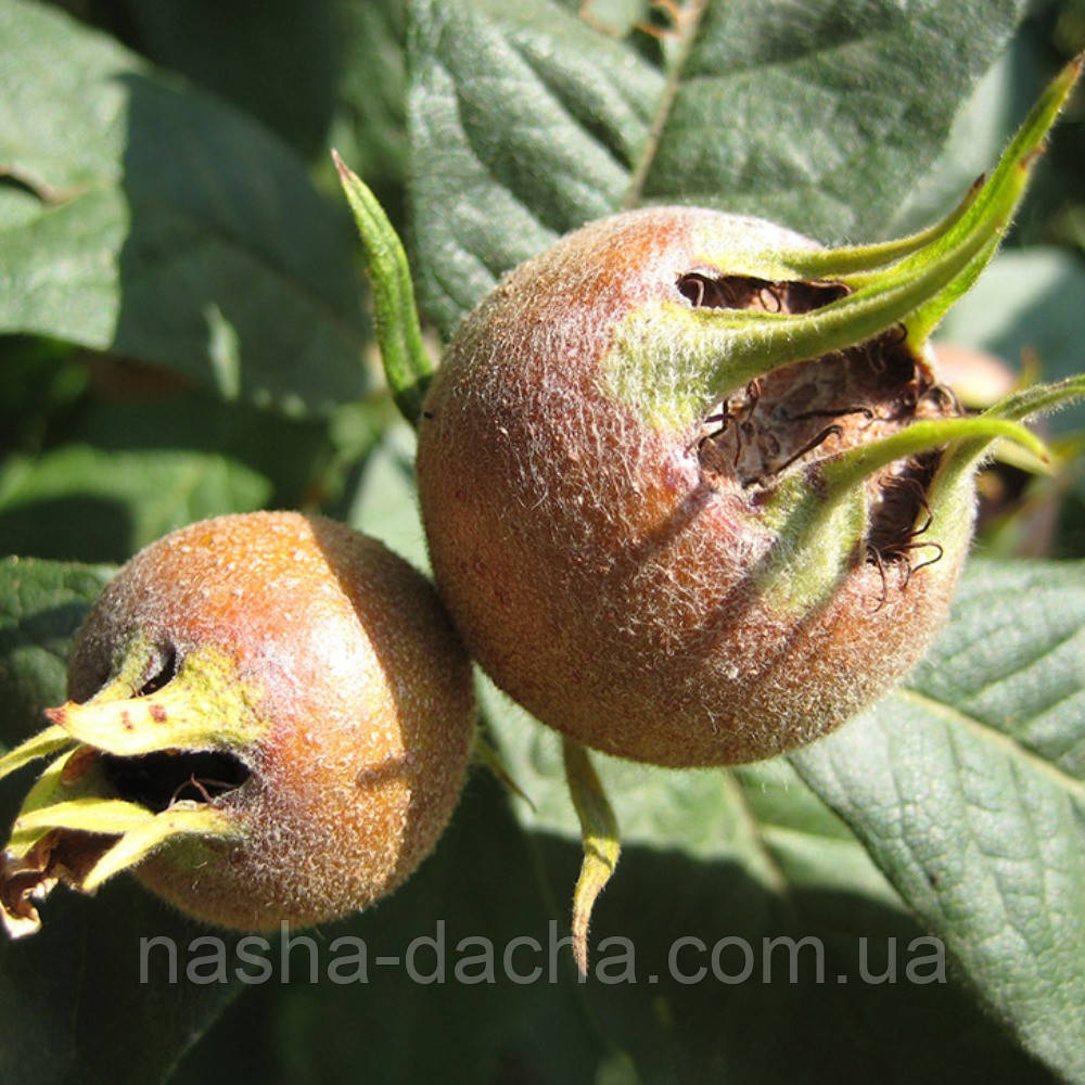 Мушмула німецька Гойтхівська