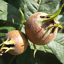 Мушмула німецька Гойтхівська