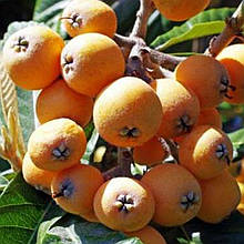 Мушмула німецька Карадагська