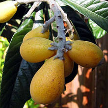 Мушмула Німецька солодка Драчева