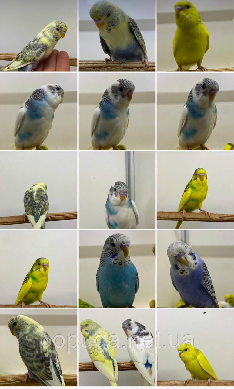 Хвилястий папуга, синій самка, фото 1