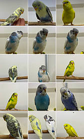 Хвилястий папуга, синій самка