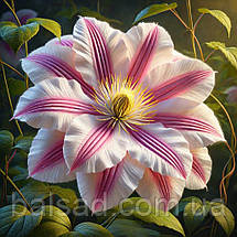 Клематис Андромеда / Р9 / 2 роки / Clematis Andromeda, фото 5