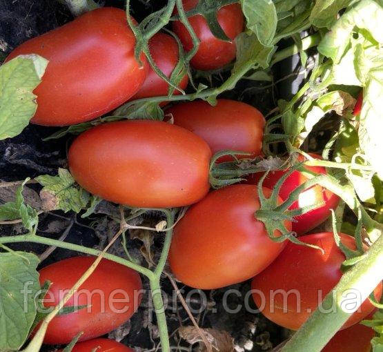 Насіння томата Філікса, 1000 насіння, Rijk Zwaan, фото 1