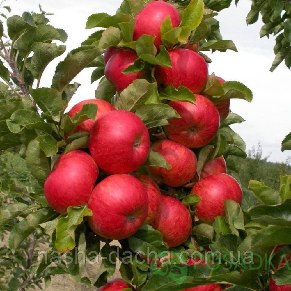 Яблуня колоноподібна Баргузин (осіння)