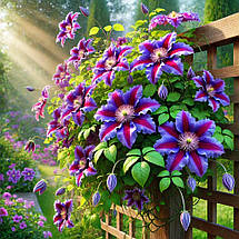 Клематис Ашва / С2 / 3 роки / Clematis Ashva, фото 4