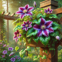 Клематис Ашва / С2 / 3 роки / Clematis Ashva, фото 5