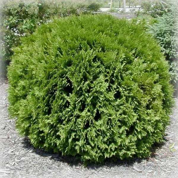 Туя західна Глобоза (Globosa)