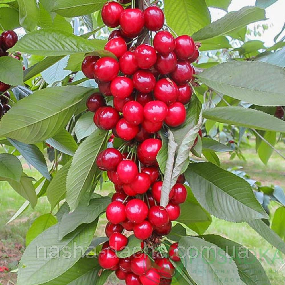 Черешня колоноподібна Сабріна (ранньо-середня)