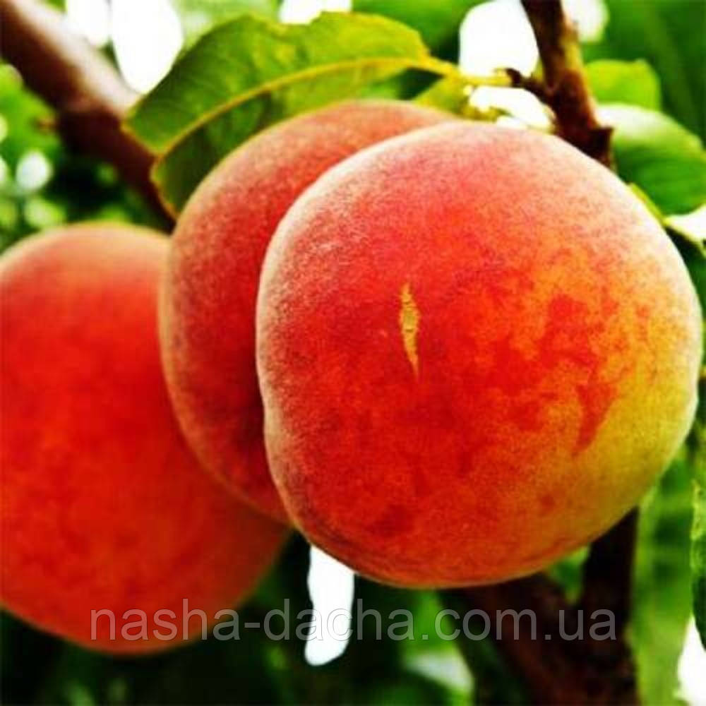 Персик колоноподібний Штайнберг (середньостиглий)