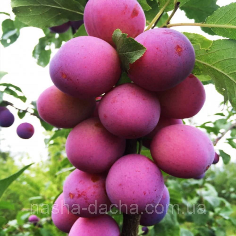 Слива колоноподібна Командор (середньостигла)