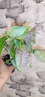 Сингоніум Салад Salad