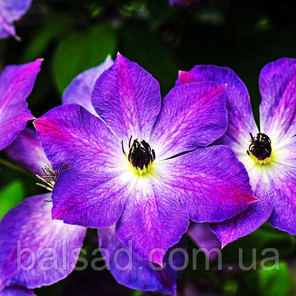 Клематис Клаудбьорст / Р9 / 2 роки / Clematis Cloudburst, фото 1