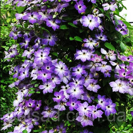 Клематис Клаудбьорст / Р9 / 2 роки / Clematis Cloudburst, фото 3
