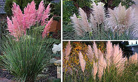 Пампасна трава Rosea 1 рік, Кортадерия / пампасная трава Розеа, Cortaderia selloana Rosea, фото 3