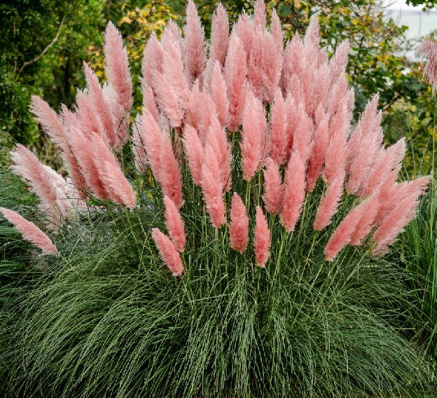 Пампасна трава Rosea 1 рік, Кортадерия / пампасная трава Розеа, Cortaderia selloana Rosea